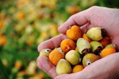 Bahar ve yaz çimen olgun tarihleri toplamak eller