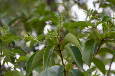 green background abstrato vegetation in summer out of focus