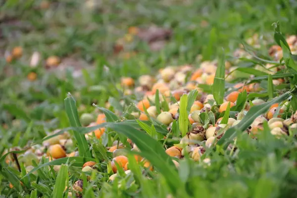 Handen Die Rijp Datums Van Gras Lente Zomer Verzamelen — Stockfoto