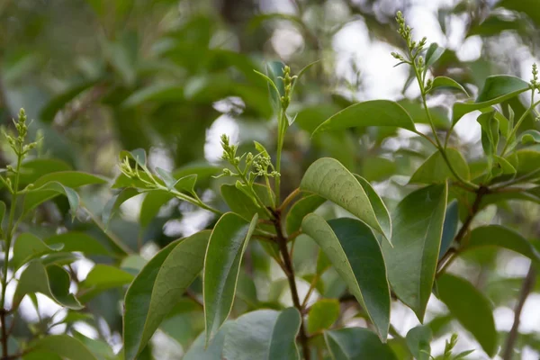 green background abstrato vegetation in summer out of focus