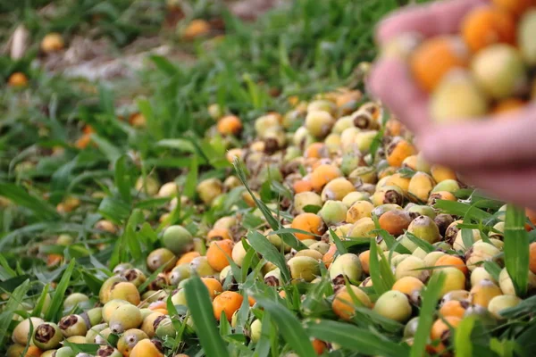 Bahar ve yaz çimen olgun tarihleri toplamak eller