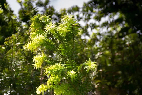 Зелена Араварія Небі Влітку — стокове фото
