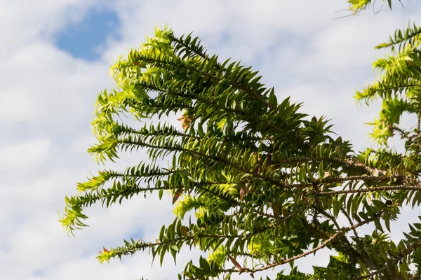 Grüne Araukarien Himmel Sommer — Stockfoto