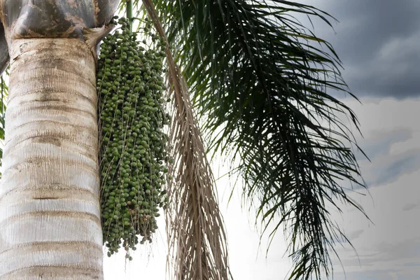 Palmeira Com Datiles Verdes Primavera Verão — Fotografia de Stock