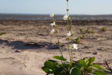 Federasyon il entre rios Arjantin şehri plajında beyaz ve sarı çiçek
