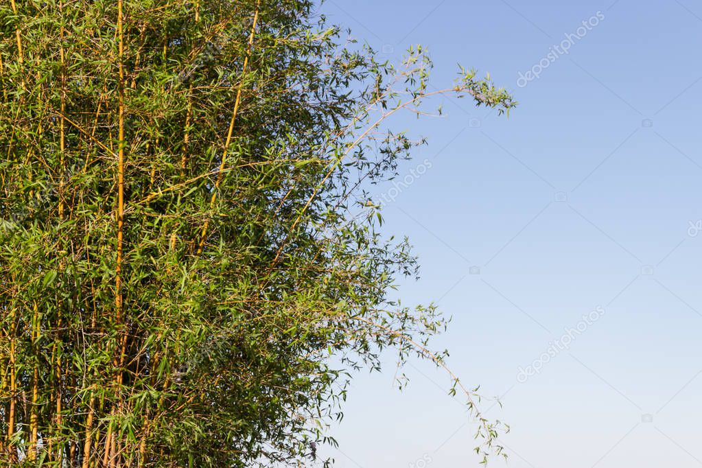bambu cane on the banks of the river in the city of federation province of entre rios argentina