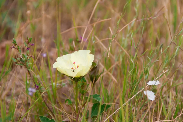 Flores Rústicas Salvajes Amarillas Rojas Que Florecen Primavera — Foto de Stock