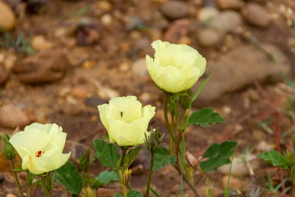 Flores Rústicas Salvajes Amarillas Rojas Que Florecen Primavera — Foto de Stock