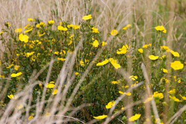 Vahşi sarı çiçekler baharda yeşil çimlerde açar.