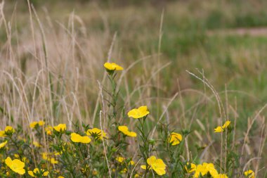Vahşi sarı çiçekler baharda yeşil çimlerde açar.