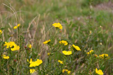 Vahşi sarı çiçekler baharda yeşil çimlerde açar.
