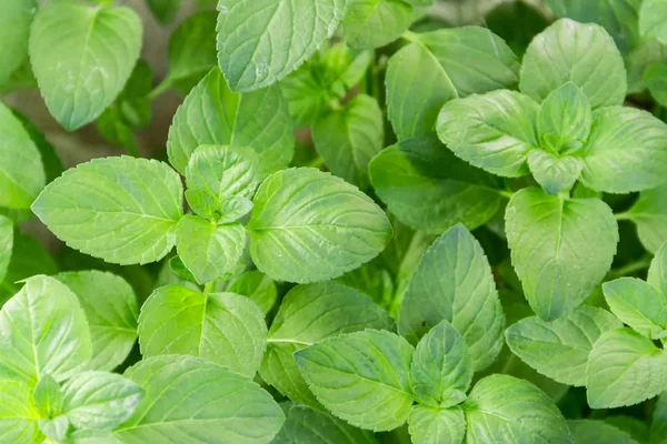 Achtergrond Van Groene Bladeren Van Mint — Stockfoto