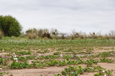 Yaz ıssız Beach'te fırtına ve beyaz camalotes çiçek kentin Federasyon il Entre Rios Arjantin ile