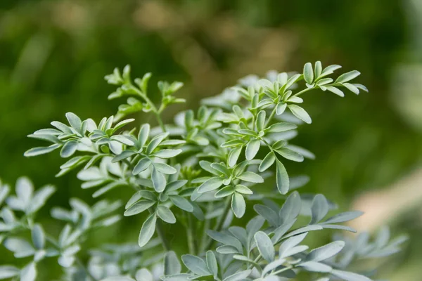 Blätter Der Heilpflanze Ruta Graveolens Mit Unkonzentriertem Hintergrund — Stockfoto