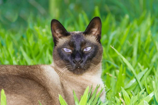 緑の芝生の上のシャム猫の肖像画 — ストック写真