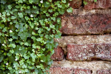 tuğla arka plan beyaz çiçekli sarmaşık ile