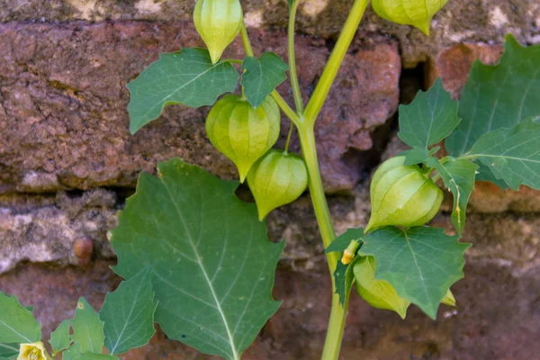 Cardiospermum Halicacabum Plant Chinese Lantern Klimplant Met Bakstenen Achtergrond — Stockfoto