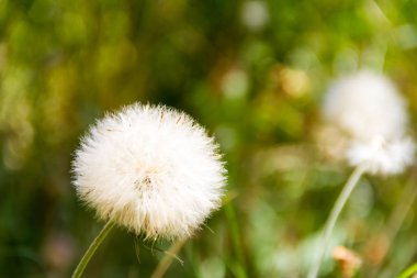 karahindiba otlar ilkbaharda ufuk arka plan ile