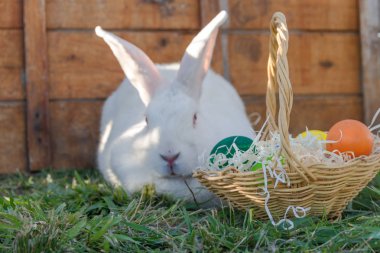 sepet çiftlikte renkli yumurta paskalya tavşanına