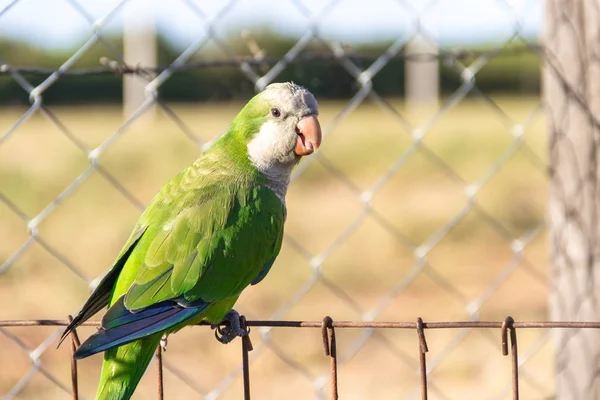 Papegoja Med Gröna Fjädrar Gården Och Blå — Stockfoto
