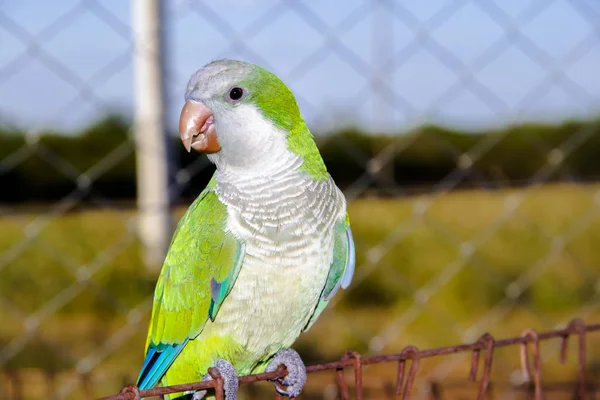 Loro Con Plumas Verdes Granja Azul —  Fotos de Stock