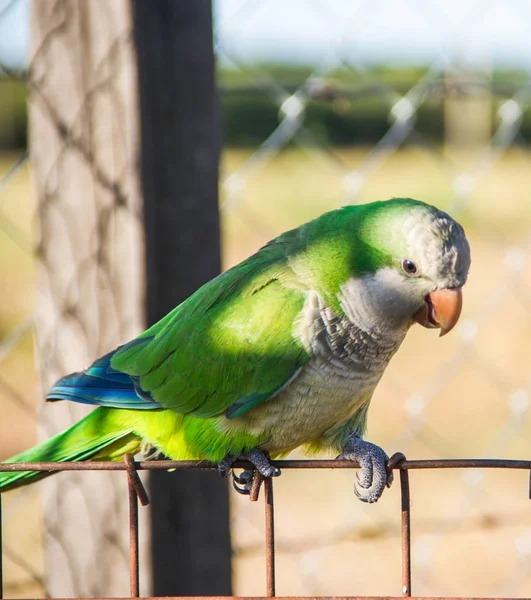 Loro Con Plumas Verdes Granja Azul —  Fotos de Stock