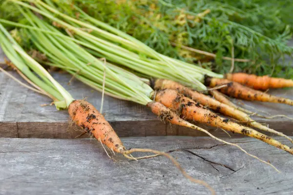 ジャガイモとニンジンの有機性庭から収穫 — ストック写真