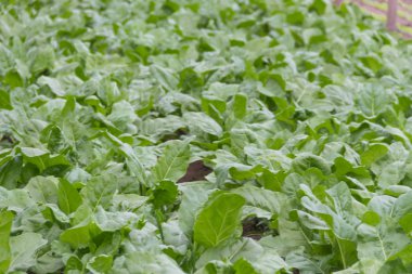 Yeşil pazı plantasyon organik bahçe içinde