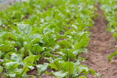 organik bahçe serada dikim pancar