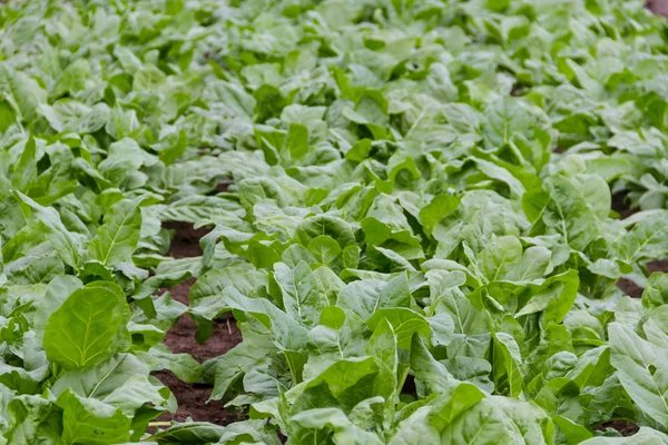 Gröna Chard Plantage Den Ekologiska Trädgården — Stockfoto