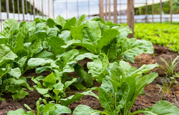 Groene Snijbiet Plantage Biologische Tuin — Stockfoto