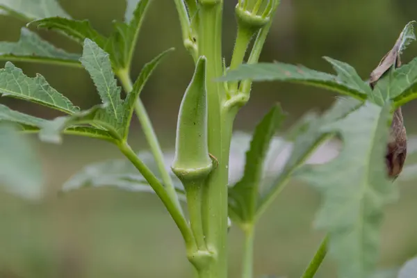 Plantage Van Turkse Hutjes Biologische Tuin — Stockfoto