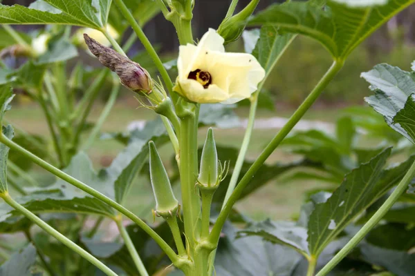 Plantage Van Turkse Hutjes Biologische Tuin — Stockfoto