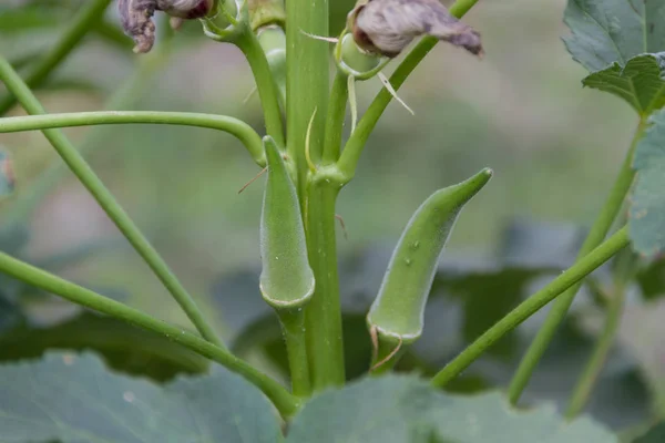 Plantação Barracos Turcos Jardim Orgânico — Fotografia de Stock