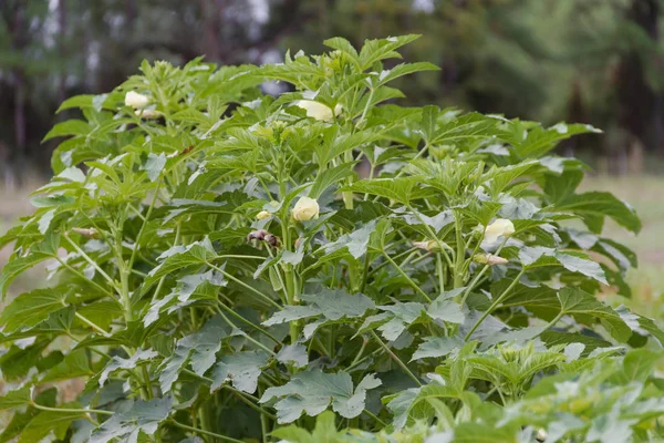 Plantage Van Turkse Hutjes Biologische Tuin — Stockfoto