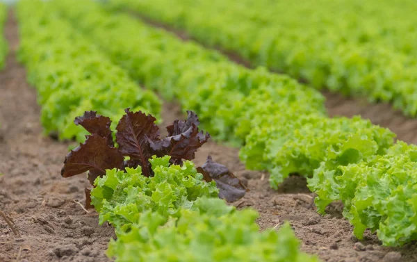 Salatplantage Einem Gewächshaus Bio Garten — Stockfoto