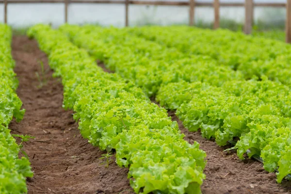 Plantage Van Sla Een Kas Biologische Tuin — Stockfoto