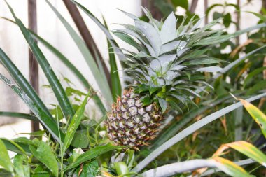 organik bahçe bitki taze ananas