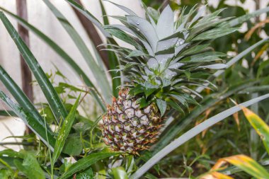 organik bahçe bitki taze ananas