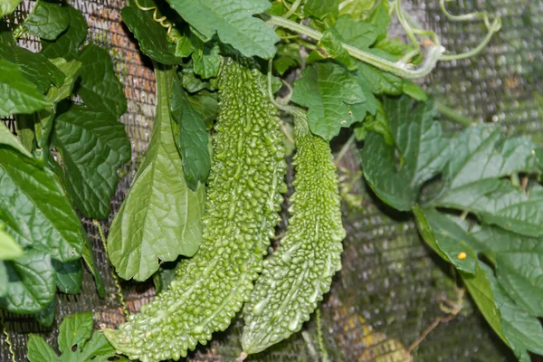 Bittere Komkommers Organische Tuinplant — Stockfoto