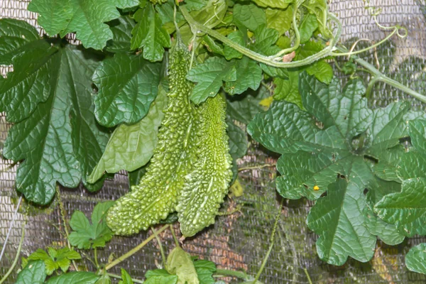 Bitter Cucumbers Organic Garden Plant — Stock Photo, Image