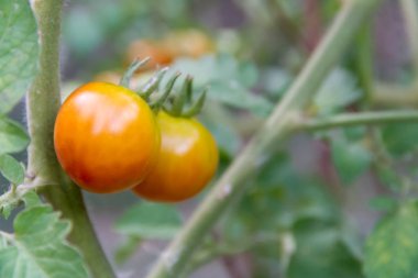 organik bahçe domates ekimi