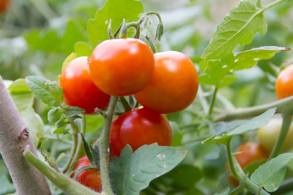 Plantación Tomates Jardín Orgánico —  Fotos de Stock