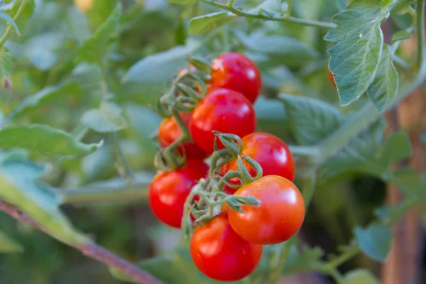 Plantación Tomates Jardín Orgánico —  Fotos de Stock