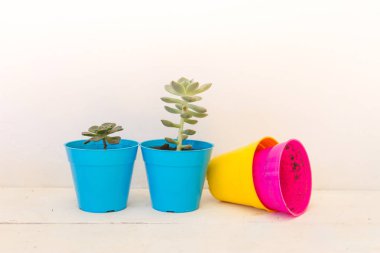 kaktüs ve succulents beyaz arka plan üzerinde renkli tencere