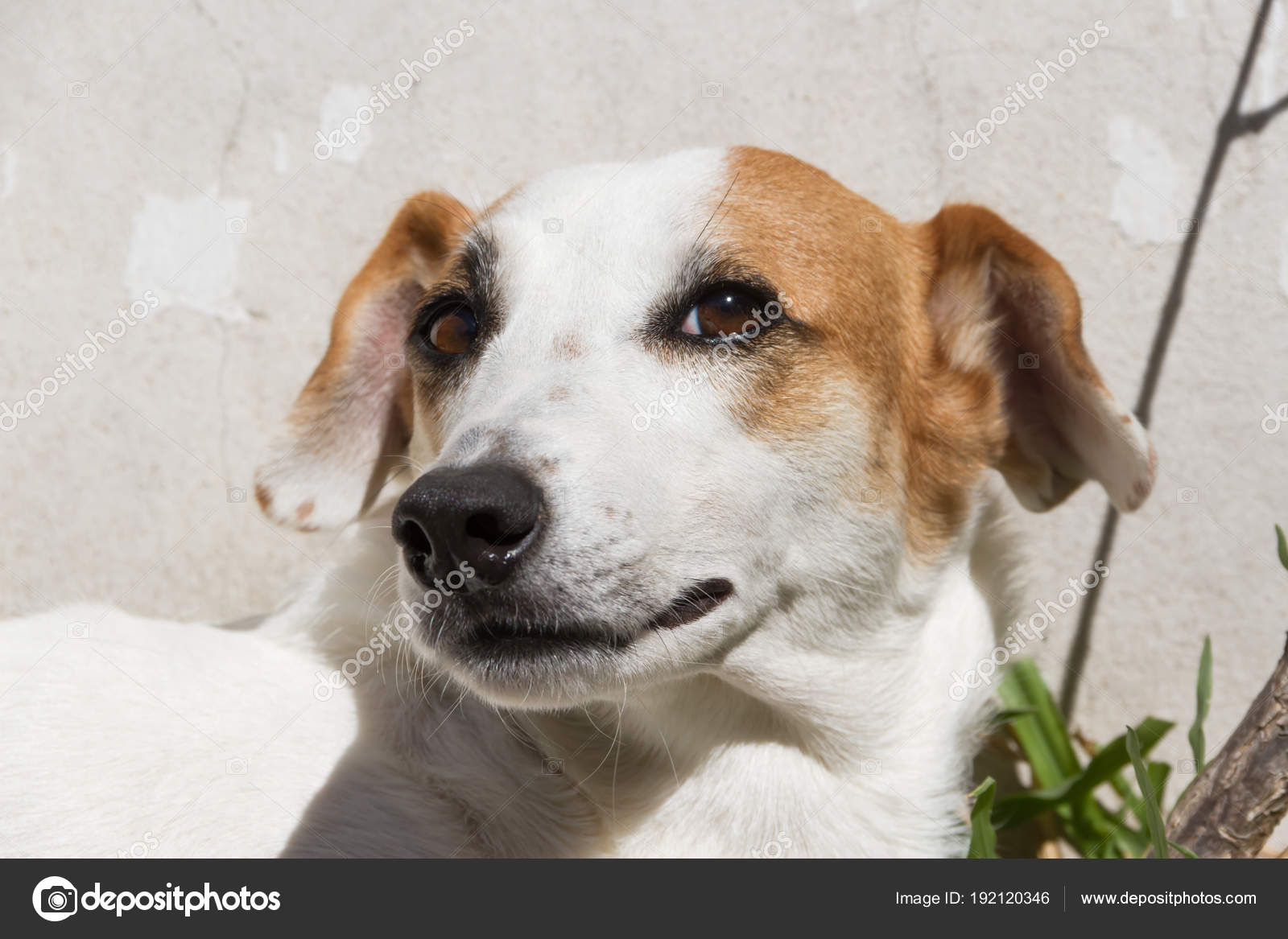 Chien Bâtard Heureux Sous Soleil Photographie