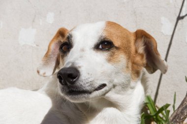 güneşin altında mutlu melez köpek