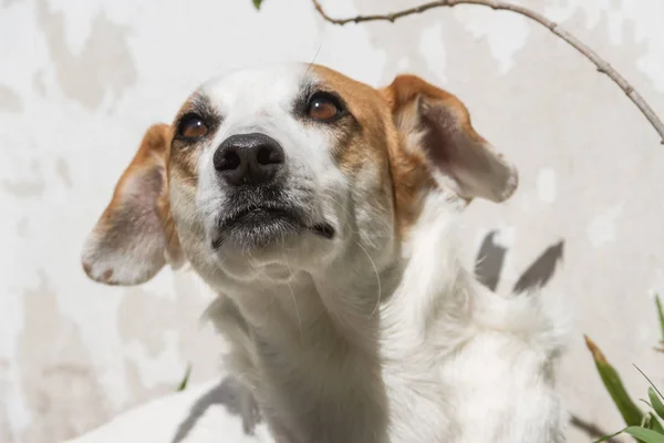 Perro Mestizo Feliz Bajo Sol — Foto de Stock