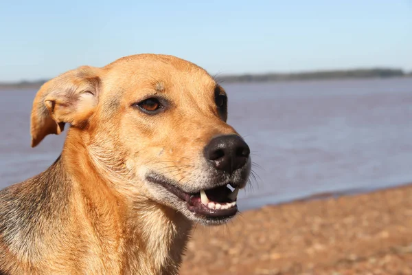 Perro Mestizo Playa — Foto de Stock