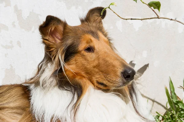 Retrato Perro Collie Dorado Sentado Sol Verano — Foto de Stock